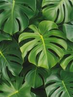 Lush green monstera leaves create a vibrant and tropical backdrop in a home setting photo
