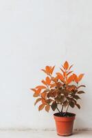 Unique indoor plant with vibrant orange and green leaves in modern pot against white wall photo