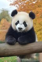 Adorable panda cub resting on a wooden beam in a vibrant autumn park setting photo