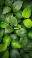 Various shades of green leaves create a lush texture on the forest floor during daytime in spring photo