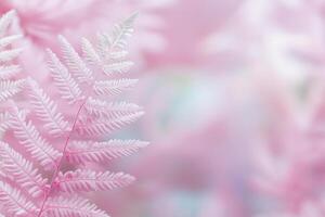 Delicate pink fern leaves against a soft pastel background in a serene natural setting photo