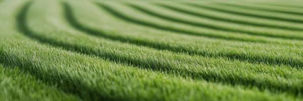 Lush green field with gentle waves of grass under clear blue sky during sunny daytime photo
