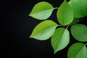 Lush green leaves spread beautifully on a dark background during a warm sunny day photo