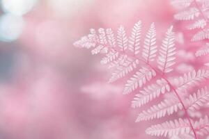 Delicate pink fern leaves against a soft pastel background in a serene natural setting photo