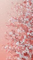Blossoming cherry blossoms against a soft pink background during springtime photo