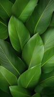 Various shades of green leaves create a lush texture on the forest floor during daytime in spring photo