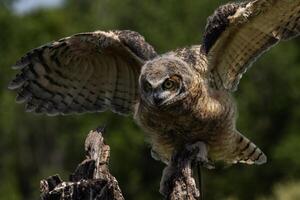 Great Horned Owl Juvenile photo