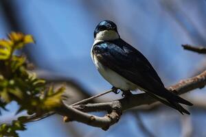 Tree Swallow perched on a branch photo