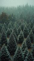 Snowfall blankets a dense forest in a serene mountainous landscape during winter photo
