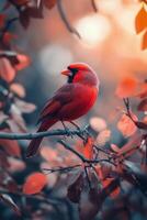 A vibrant cardinal perched on a branch amidst autumn leaves during a foggy day photo