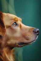 A golden retriever gazes thoughtfully against a soft green backdrop during daylight hours photo