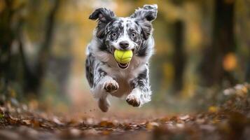 Happy dog splashes through water while joyfully chasing a tennis ball on a sunny day photo
