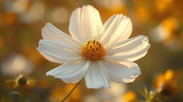 White flower with yellow center illuminated by sunlight in a bright garden during springtime photo