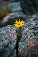 A bright yellow flower blooms between gray rocks in a mountainous landscape during daylight photo