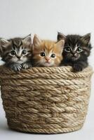 Three adorable kittens sitting together in a woven basket on a neutral background photo