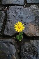 A bright yellow flower blooms between gray rocks in a mountainous landscape during daylight photo