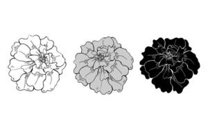 Monochrome marigold flower heads in three colors line art hand drawn isolated illustration. Terry flowers sketch painted by ink. Floral blooming element etching drawing for decor, greetings, icon vector
