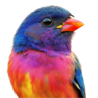 Sparrow Bird with Red Beak png