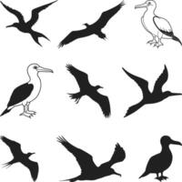 Great Frigate Bird Silhouette, Hawaii Bird Vectors, Frigatebird on white background. Vectors sketch illustration.