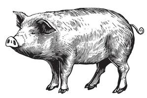 A black and white drawing of a pig vector