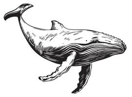 A whale is shown in a drawing style vector