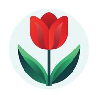 Red tulip isolated on white vector