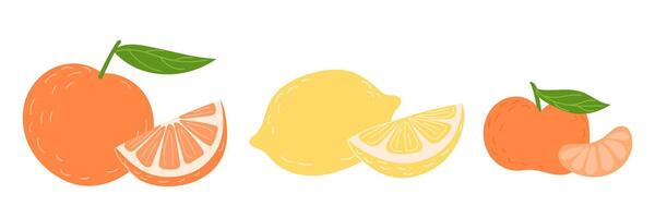 Set of citrus fruits including orange, tangerine, lemon vector