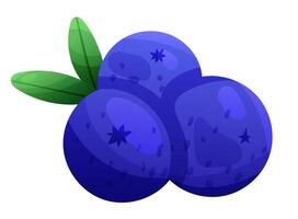 Blueberry with leaves on transparent background. illustration vector