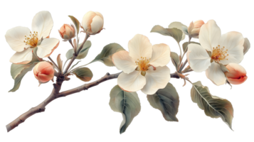 Branch of a apple tree with flowers on a corner border, blooming on a transparent background png