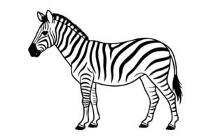 A zebra is standing in a line on a white background vector