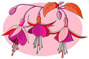 Professional Fuchsia Flower Illustration Pink Red Floral Design High Resolution Graphic. vector