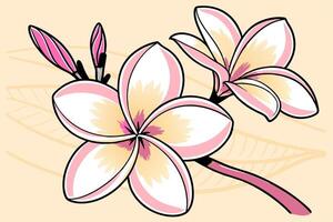 Professional Plumeria Flower Illustration Pink and Yellow, . vector