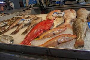 A display of various fresh fish is laid out on a bed of ice at a market, with price tags indicating their cost photo