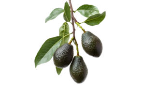 Avocado branch with leaves and fruits isolated on a transparent background png