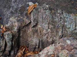 Brown stone texture in the forest for environmental care background. photo