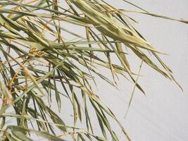 Dried bamboo leaves on a white wall background represent peace or meditation. photo