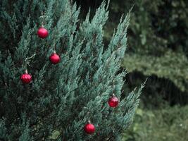 red christmas ball on pine tree photo