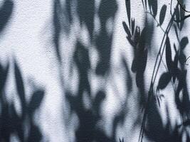 Tree leaf shadow on white wall at home for minimalist background photo