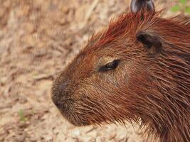 Cute little brown capybara in the water. photo