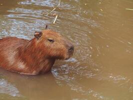 Cute little brown capybara in the water. photo
