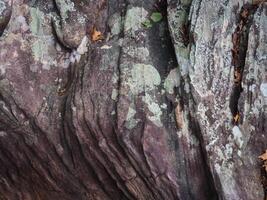 Brown stone texture in the forest for environmental care background. photo