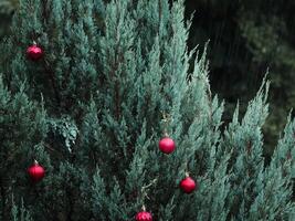red christmas ball on pine tree photo