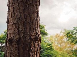 Close-up of pine tree texture in the forest for a natural background. photo