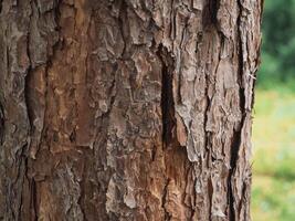 Close-up of pine tree texture in the forest for a natural background. photo