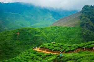 Mountains with tea plantations and fields under a clear summer sky. photo