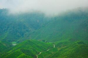 Aerial image of a tea plant in the Cameron Highlands of Malaysia, featuring a lively rural surroundings and a hilltop location encircled by mountains and forest. photo