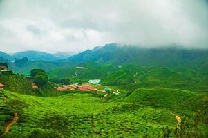 Aerial image of a tea plant in the Cameron Highlands of Malaysia, featuring a lively rural the natural world and a hilltop position ringed by mountains and forest. photo
