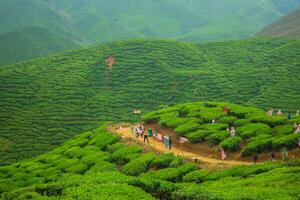 Aerial image of a tea plantation in the Cameron Highlands of Malaysia, featuring a lively rural environment and a hilltop location encircled by mountains and forest. photo
