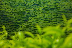 Rural village in a green valley surrounded by mountains with tea plantations and fields under a clear summer sky photo