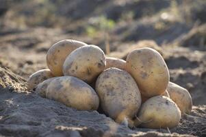 Close-up of freshly harvested potatoes on the soil in a sunlit field, representing autumn harvest photo